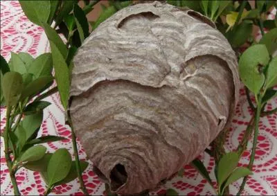 Avec quel matriau, qu'elles rendent mallables grce  leur salive, les gupes construisent-elles leur nid ?