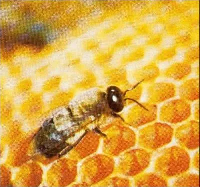 Qui sont les mles de la reine des abeilles ?