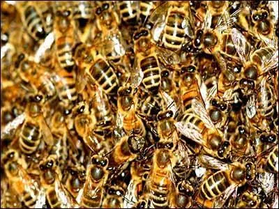 Combien dix abeilles psent-elles ?
