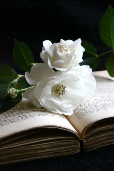 Comment est l'amour pour Joyce Carol ?