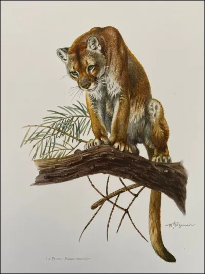 Dernière image, comment s'appelle ce magnifique animal ?