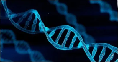 Quelle est la signification de la lettre A dans le terme ADN ?