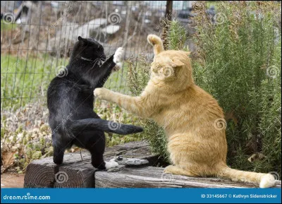 Pelage de Fourmi est dans le Clan des Étoiles.