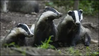 Quel est le nom du petit du blaireau ?