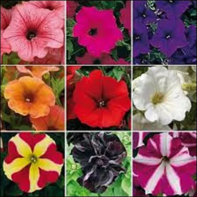En langage floral, quelle est la signification du pétunia ?