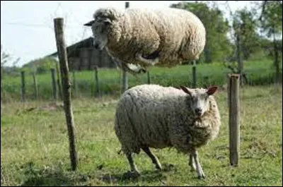 Quel animal saute le plus loin, pouvant faire des bonds de 15 m ?