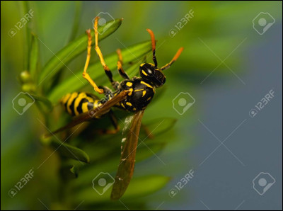 Lequel de ces mots est un insecte ?