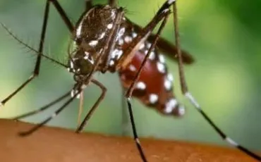 Quiz Insectes