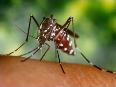 Combien de fois par seconde les moustiques battent-ils des ailes, provoquant un bourdonnement ?