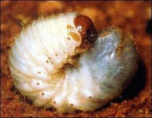 Comment se nomme la larve du hanneton ?