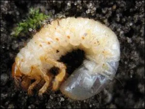 Combien de temps cette dernire passe-t-elle sous terre ?