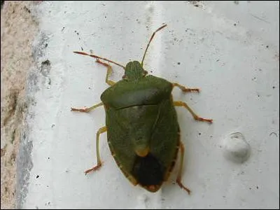 Les punaises se nourrissent-elles toutes de sang ?