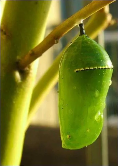 En quoi la chrysalide se transforme-t-elle ?