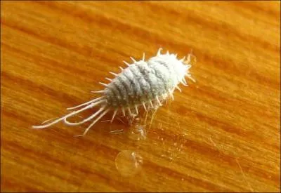 Quelle couleur obtient-on avec une cochenille ?