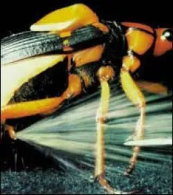 Quel insecte se dfend par des projections de liquide (qui provoque des cloques) suivies de dtonation ?