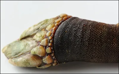 Quel est le nom de cet espèce de crustacé ?