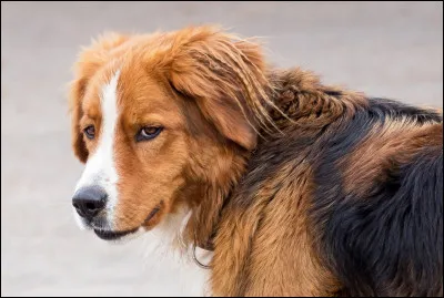Quel est le nom scientifique du chien ?