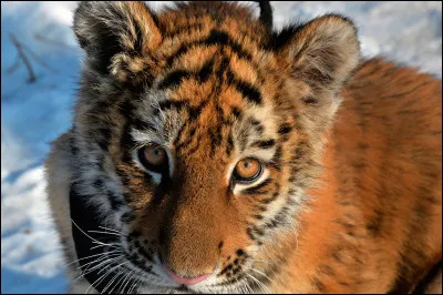 Le ligre est un félin hybride issu de quel croisement ?