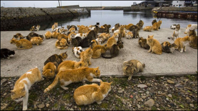 Dans quel pays trouve-t-on des "îles aux chats" ?