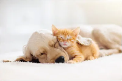 Quel animal voudrais-tu avoir ?