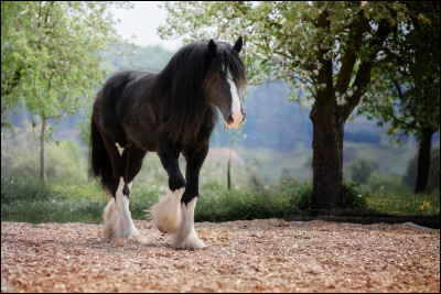 Les shire sont considérés comme les plus grands chevaux au monde. Sampson, particulièrement, atteint une taille hors-norme faisant de lui le plus haut cheval connu. Mais laquelle ?