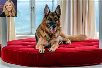 Gunther VI : un nom aristocratique pour un chien richissime ! À combien se monte sa fortune ?