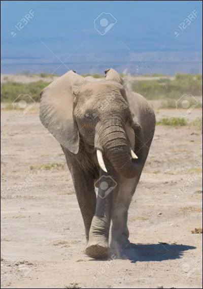 Un joli bébé abattu (...) en Angola en 1955 détient le record de l'éléphant le plus lourd jamais pesé. Quel était son poids ?
