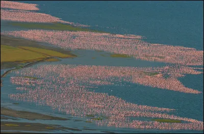 Le lac Bogoria, au Kenya, abrite la plus grande colonie au monde de cet animal : 1 000 000 de spécimens estimés ! Mais... de quelle espèce ?