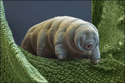 Quel est ton animal préféré ?