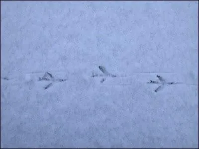 Lequel de ces oiseaux ne sait pas marcher mais sautille ?