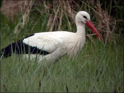 Si le chevreuil brame, que fait la cigogne ?