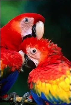 D'o� vient l'ara ?