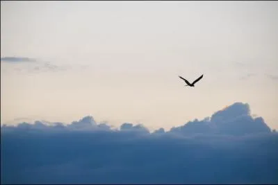 Qui des deux vole le plus vite ?