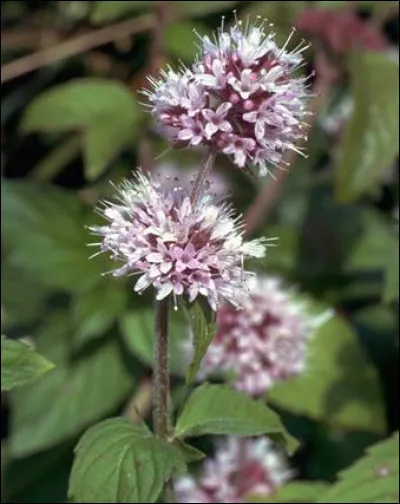 La menthe aquatique et le pas d'âne : l'une de ces plantes sert à guérir les maux de ventres, l'autre sert à soigner les coussinets craquelés...