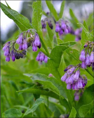 À quoi sert la consoude ?