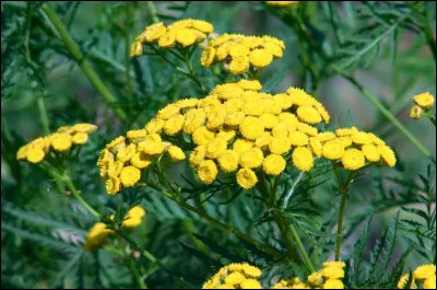 Mais au fait, on entend souvent parler de la tanaisie dans "La Guerre des clans"... à quoi sert-elle ?