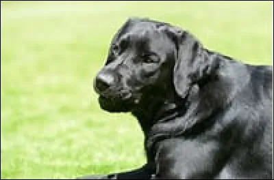 Baltique était la chienne labrador noire emblématique de quel président ?