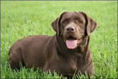 À qui appartenait Jupiter, mâle labrador chocolat ?
