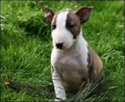 Qui possède un chien qui s'appelle Dumbledore ?