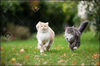 Situation : tu es un chat. (Tu es la femelle.) Un jour, &agrave; l'assembl&eacute;e, tu rencontres ton demi-fr&egrave;re qui est dans le Clan de l'Ombre. Tu veux lui parler mais quand tu arrives vers lui, il se retourne et s'en va. Que fais-tu ?