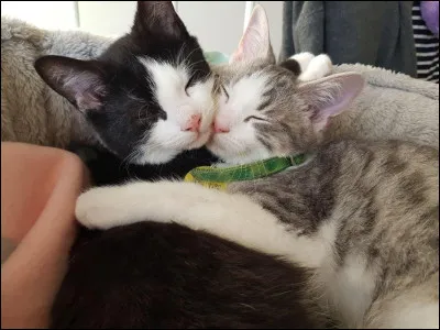 Mais quelques minutes plus tard, tu fais une nouvelle rencontre : Griffe de Puma. Vous parlez pendant toute l'assembl&eacute;e et &agrave; la fin, vous vous dites au revoir. Qu'as-tu pens&eacute; de lui ?