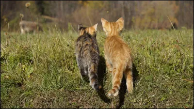 Tu es partie le voir. Tu le trouves en train de chasser seul. C'est la chance de ta vie, tu peux y aller mais...