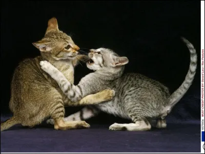 Tu le dis &agrave; la gu&eacute;risseuse mais c'est trop tard, tout le monde a d&eacute;j&agrave; remarqu&eacute; et devine que c'est d'un chat d'un autre clan. Tu es renvoy&eacute;e.