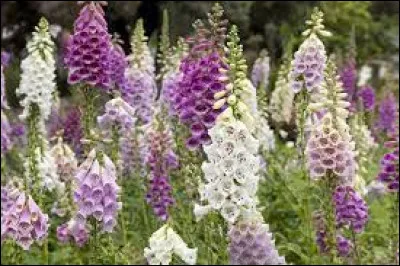 Quel est le nom de cette fleur connue pour être très toxique ?