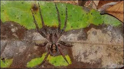 Comment se nomme cette araignée considérée comme l'espèce la plus venimeuses du monde ?