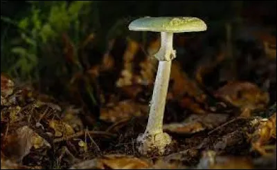 Quel est le nom de ce champignon toxique pour l'être humain ?