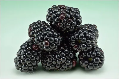 Pour Maurice Genevoix, comment est le jardin ?