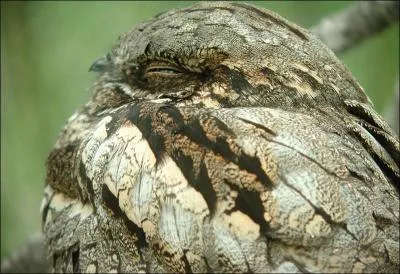 Quels sont les seuls oiseaux qui hibernent ?