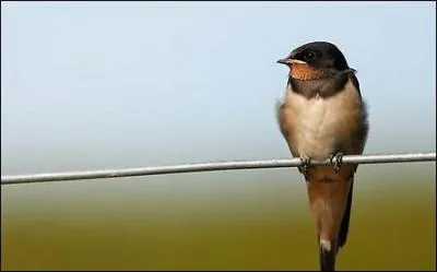 Quel oiseau gazouille ?
