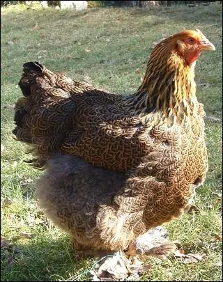 A quel moment la poule caqute-t-elle ?